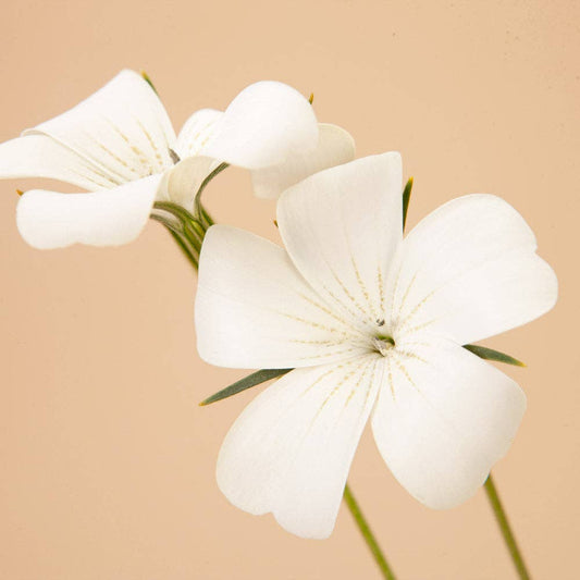 Ocean Pearls Agrostemma - 25 Seeds