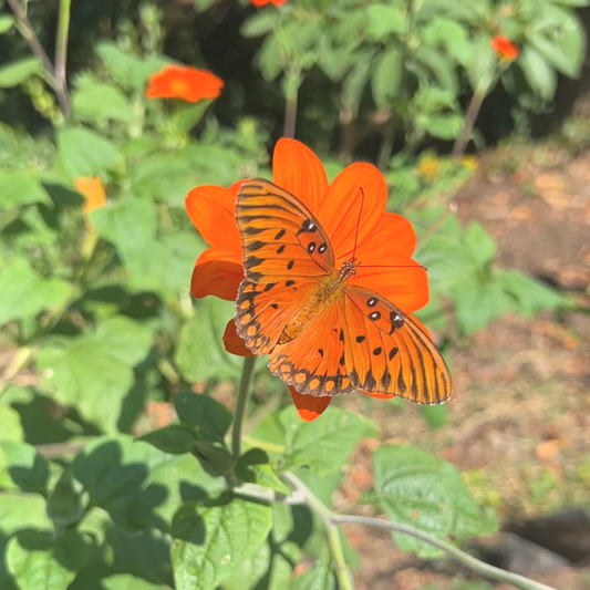 Mexican Sunflower Tarot Garden