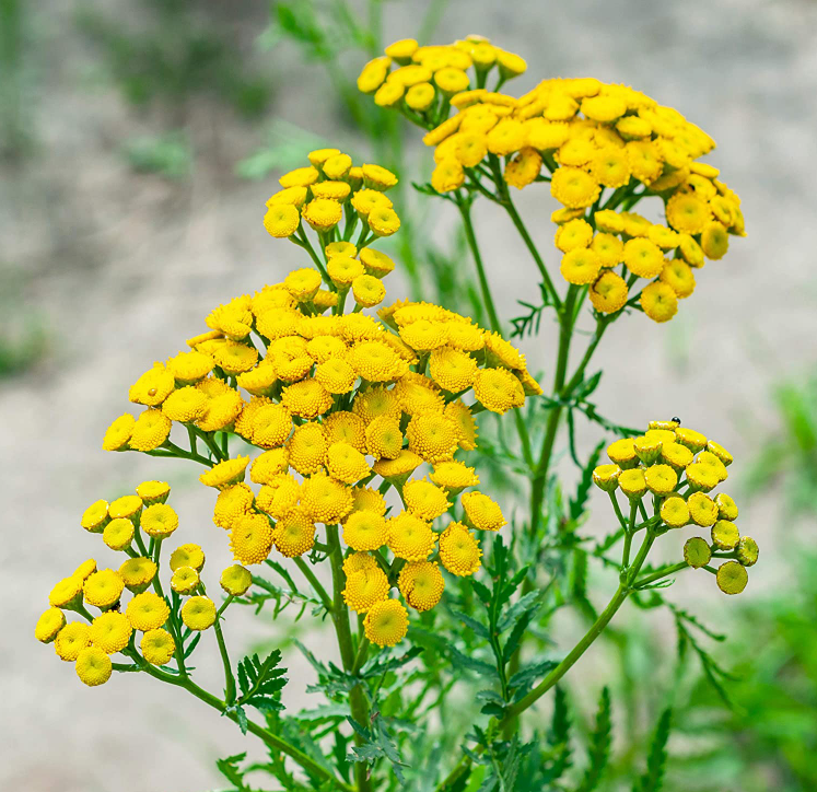 Tansy Tarot Garden