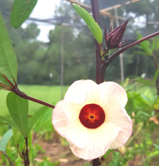Thai Red Roselle Hibiscus Tarot Garden