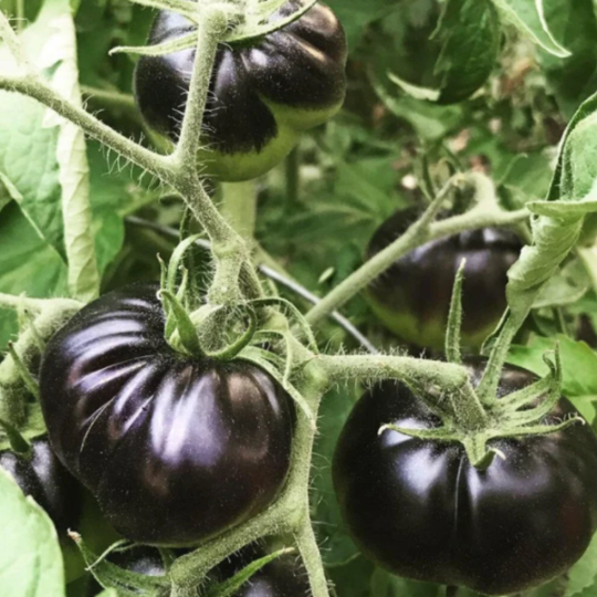 Black Beauty Tomato Tarot Garden