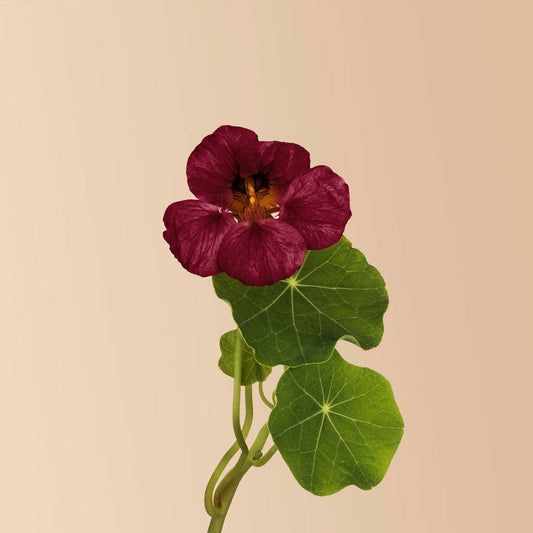 Purple Emperor Nasturtium - 25 Seeds