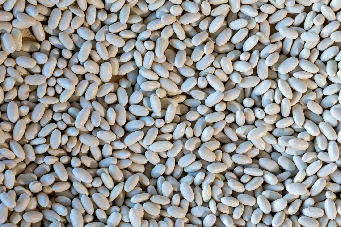 Rancho Gordo Marcella Bean