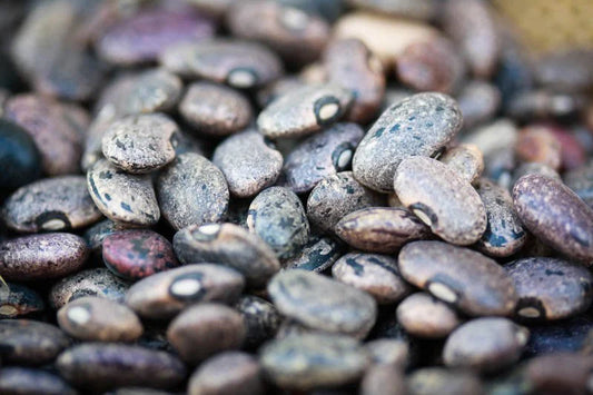 Rancho Gordo Moro Bean