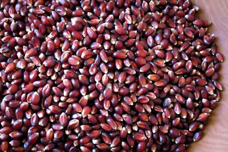 Rancho Gordo Crimson Popping Corn