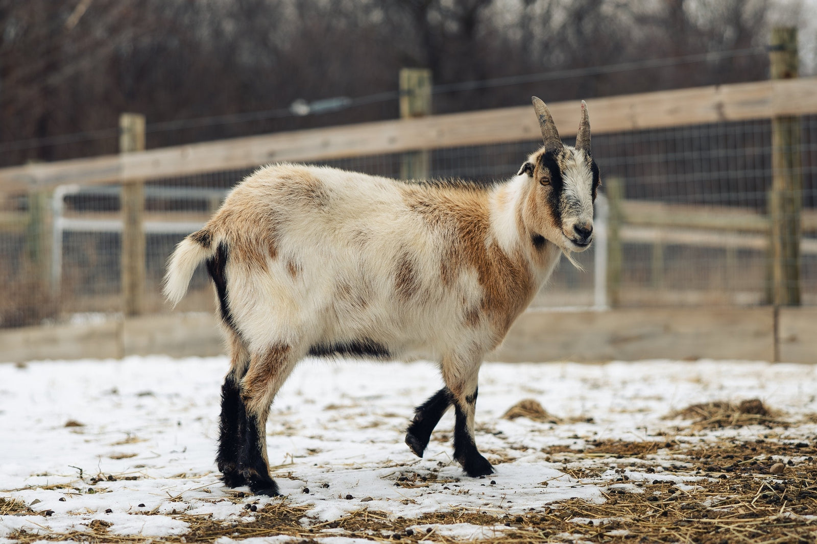 Welcome TWENTY-FIVE new friends to Sweet Farm!
