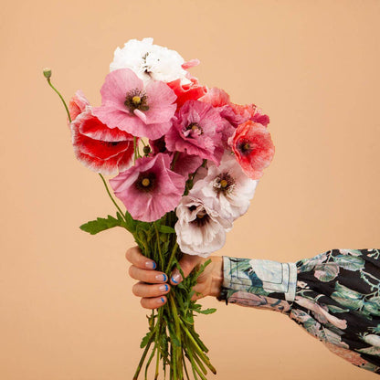 Shirley Poppy Mother of Pearl - 100 Seeds