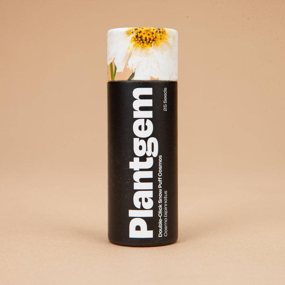 Double Click Snow Puff Cosmos - 50 Seeds