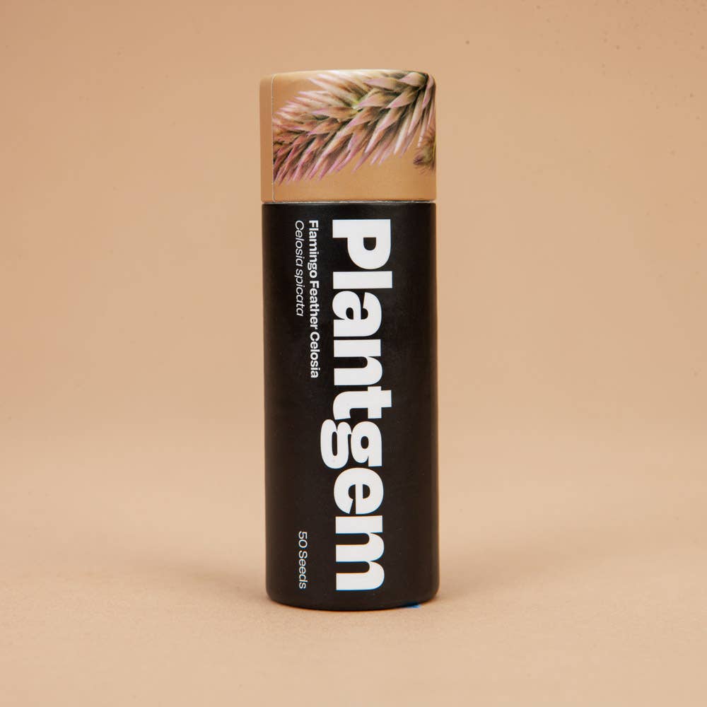 Flamingo Feather Celosia - 100 Seeds