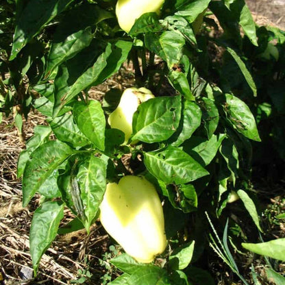 Albino Bullnose Pepper Tarot Garden
