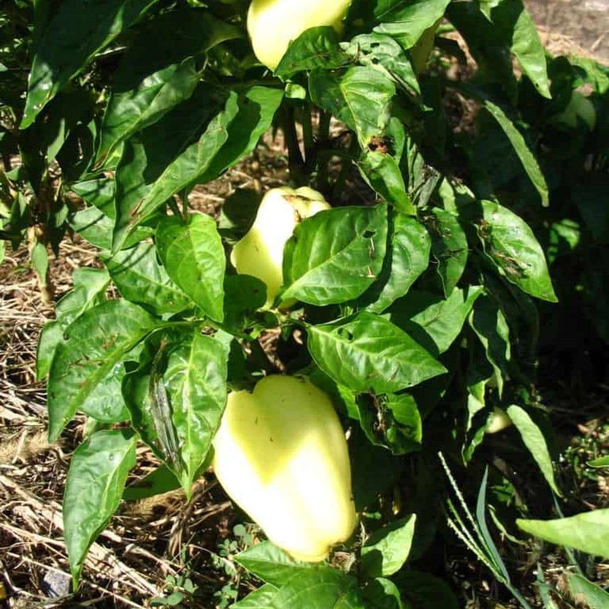 Albino Bullnose Pepper Tarot Garden