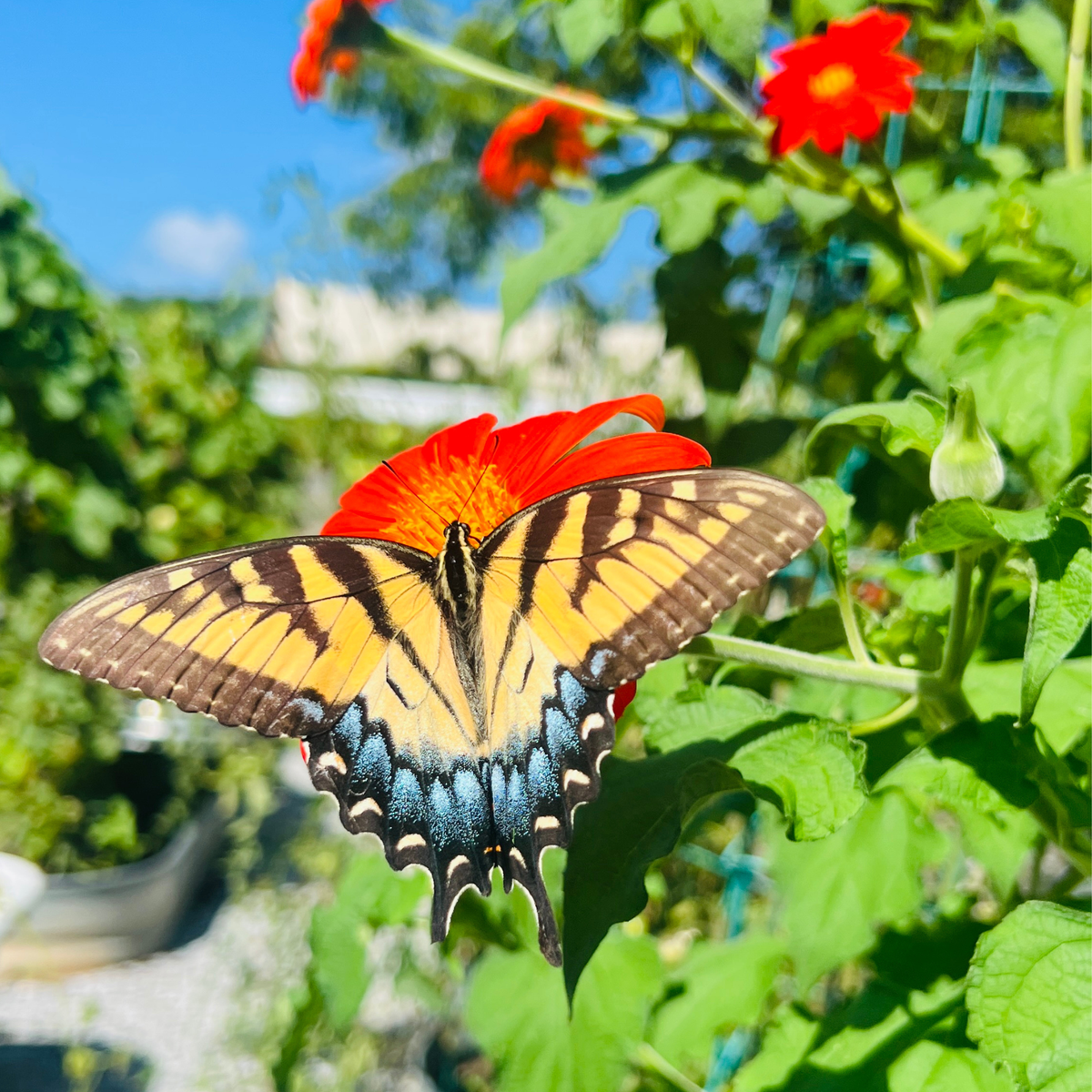 Mexican Sunflower Tarot Garden