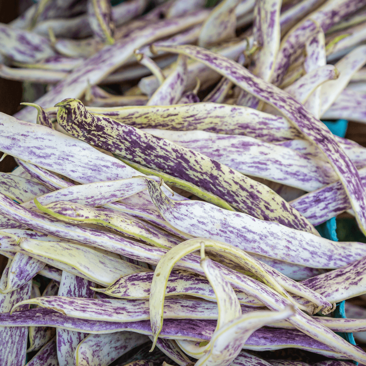 Dragon Tongue Bush Bean Tarot Garden