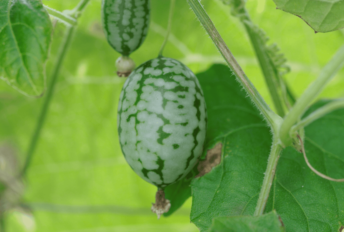 Mexican Sour Gherkin Cucumber Garden