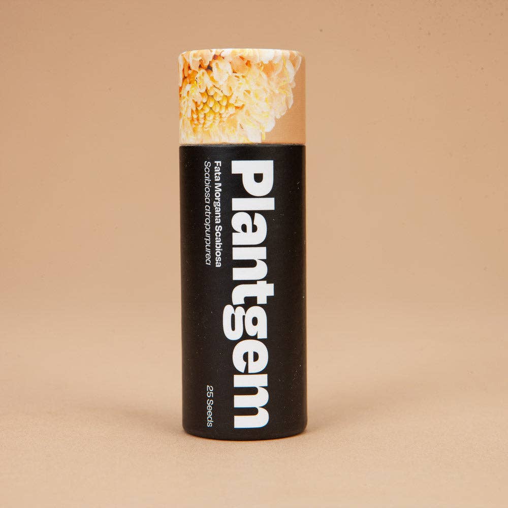 Scabiosa Fata Morgana - 50 Seeds