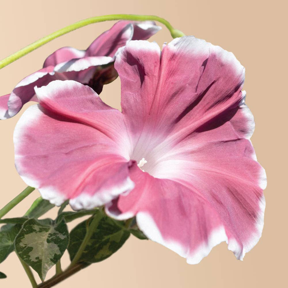 Chocolate Morning Glory - 20 Seeds