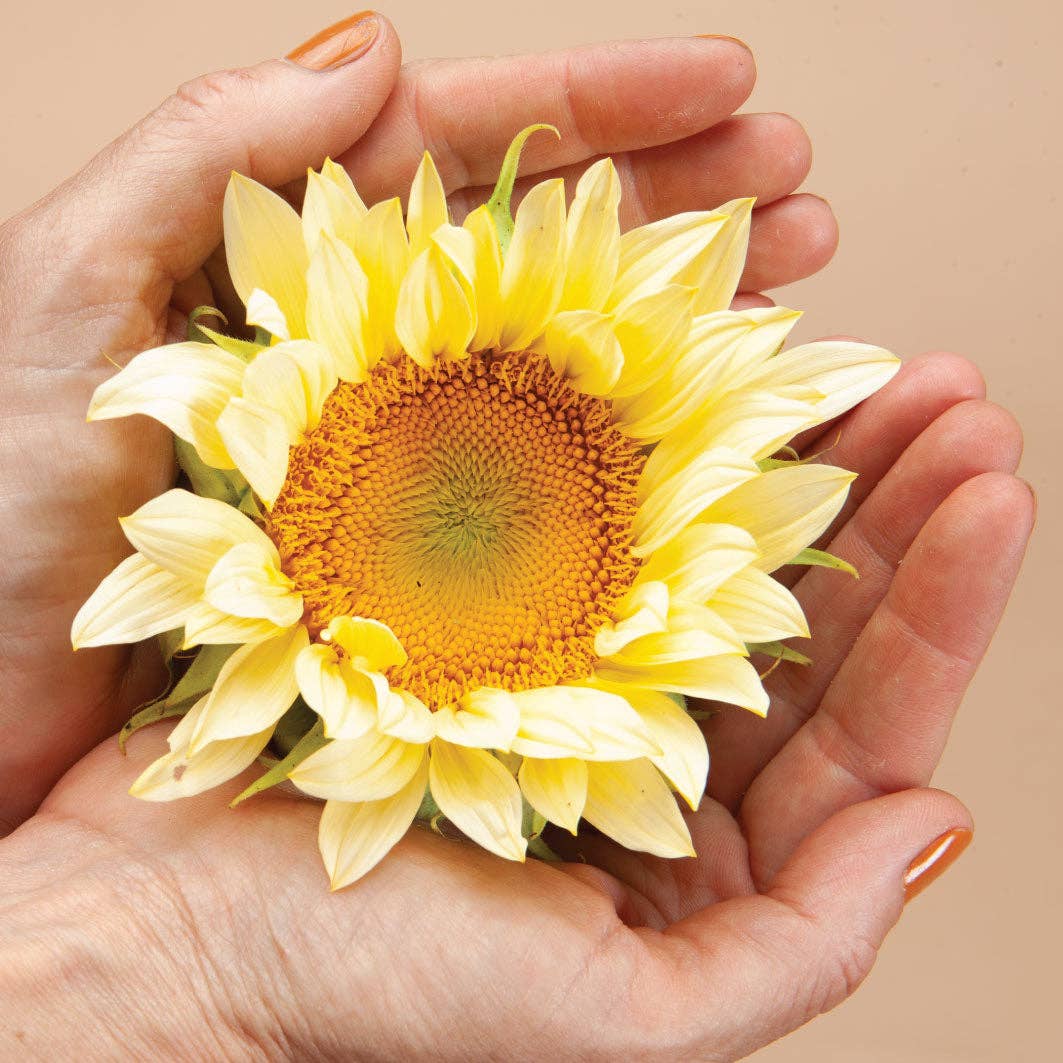 ProCut White Light Sunflower - 25 Seeds