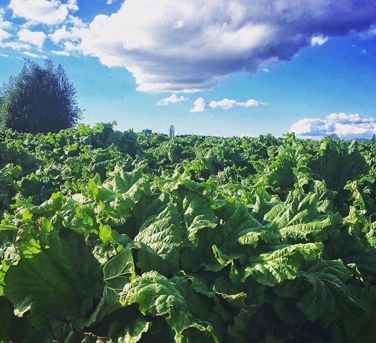 Rhubarb Shrub