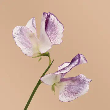Sweet Pea Nimbus Seeds