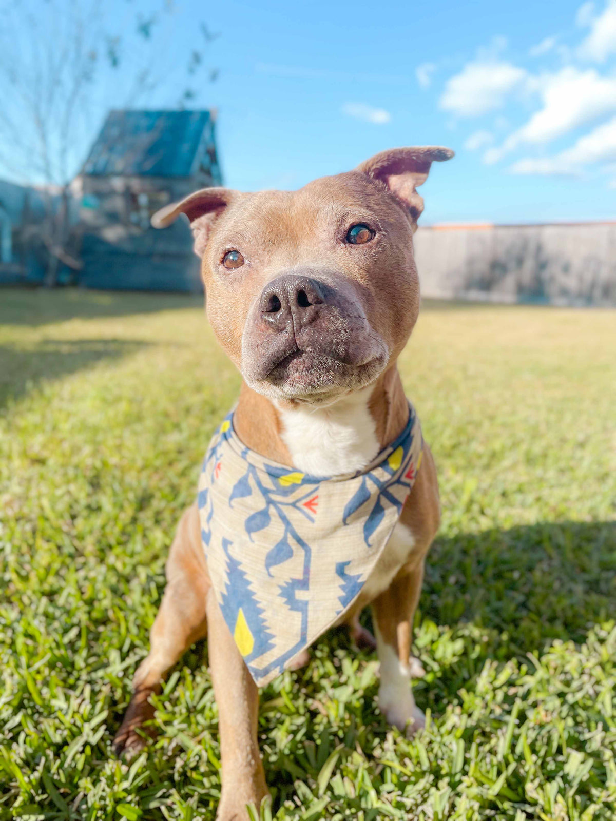 Saree Pet Bandana, Medium