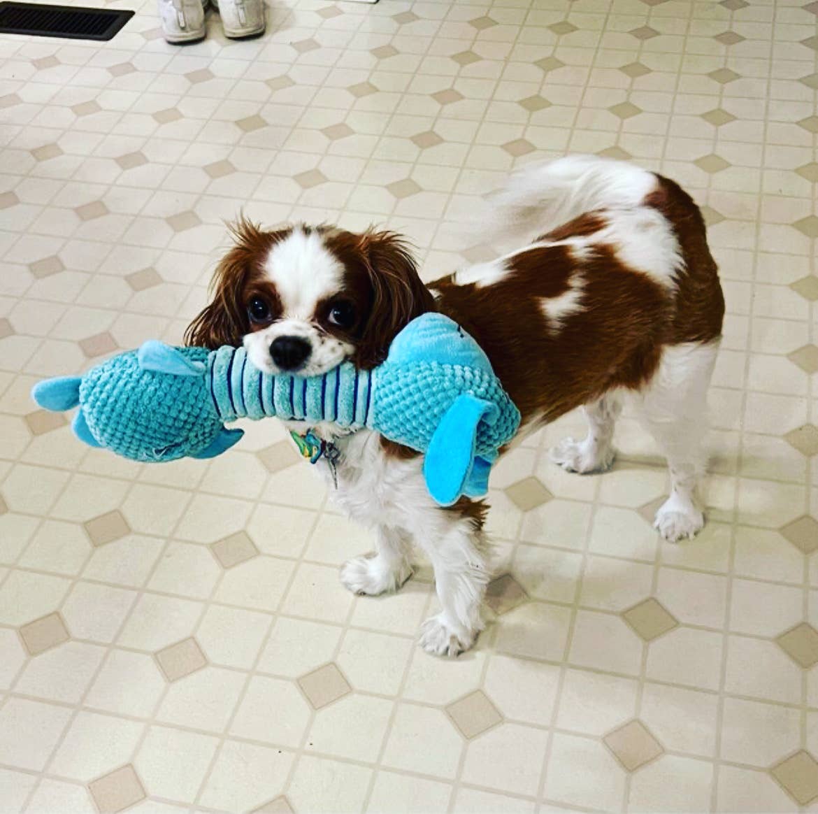 Dog Plush Toy