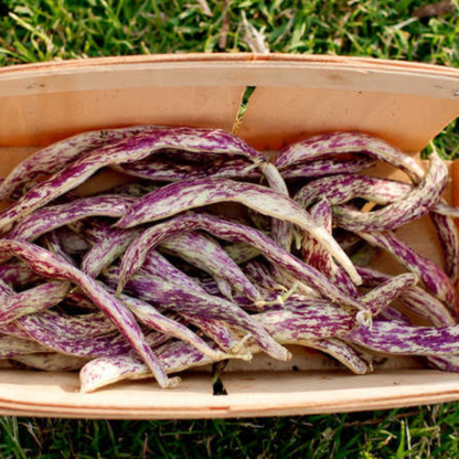 Dragon Tongue Bush Bean Tarot Garden