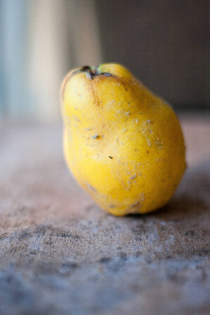 Quince Shrub
