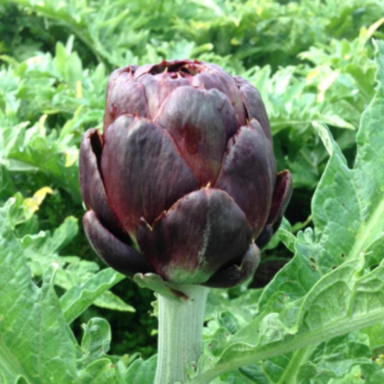 Purple Artichoke Tarot Garden