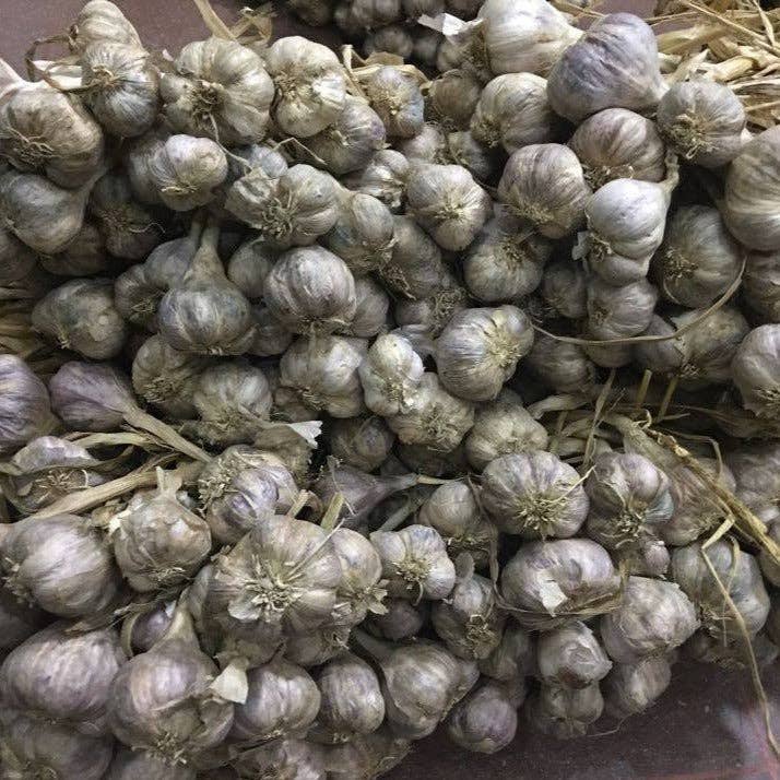 Purple Stripe Garlic