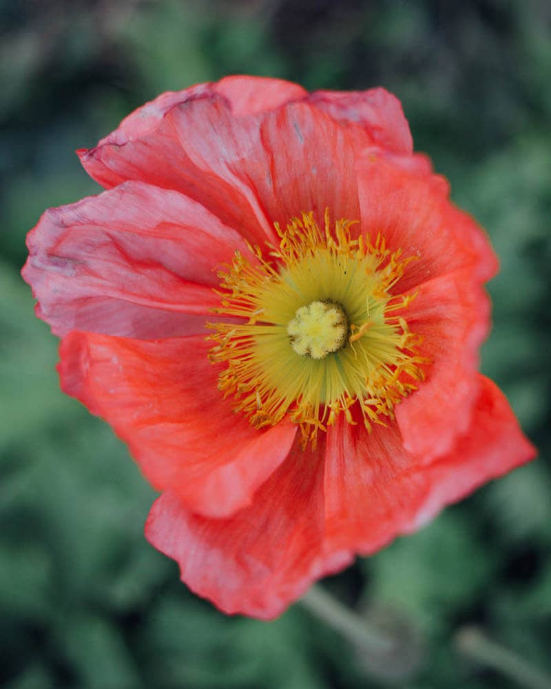 Champagne Bubbles Pink Iceland Poppy - 100 Seeds