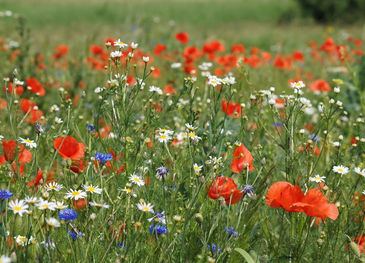 Wildflower Seeds 'Northeast Mix'