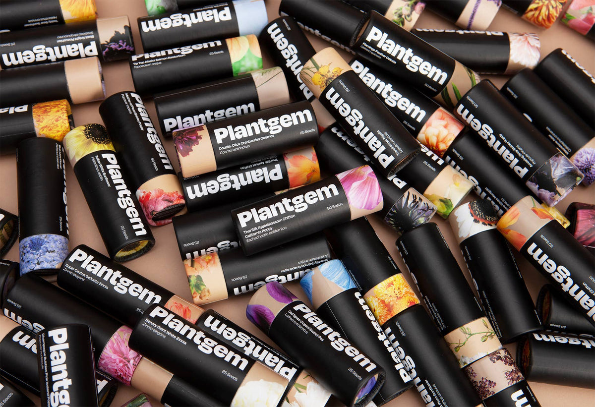 Thai Silk Apricot Chiffon California Poppy - 100 Seeds