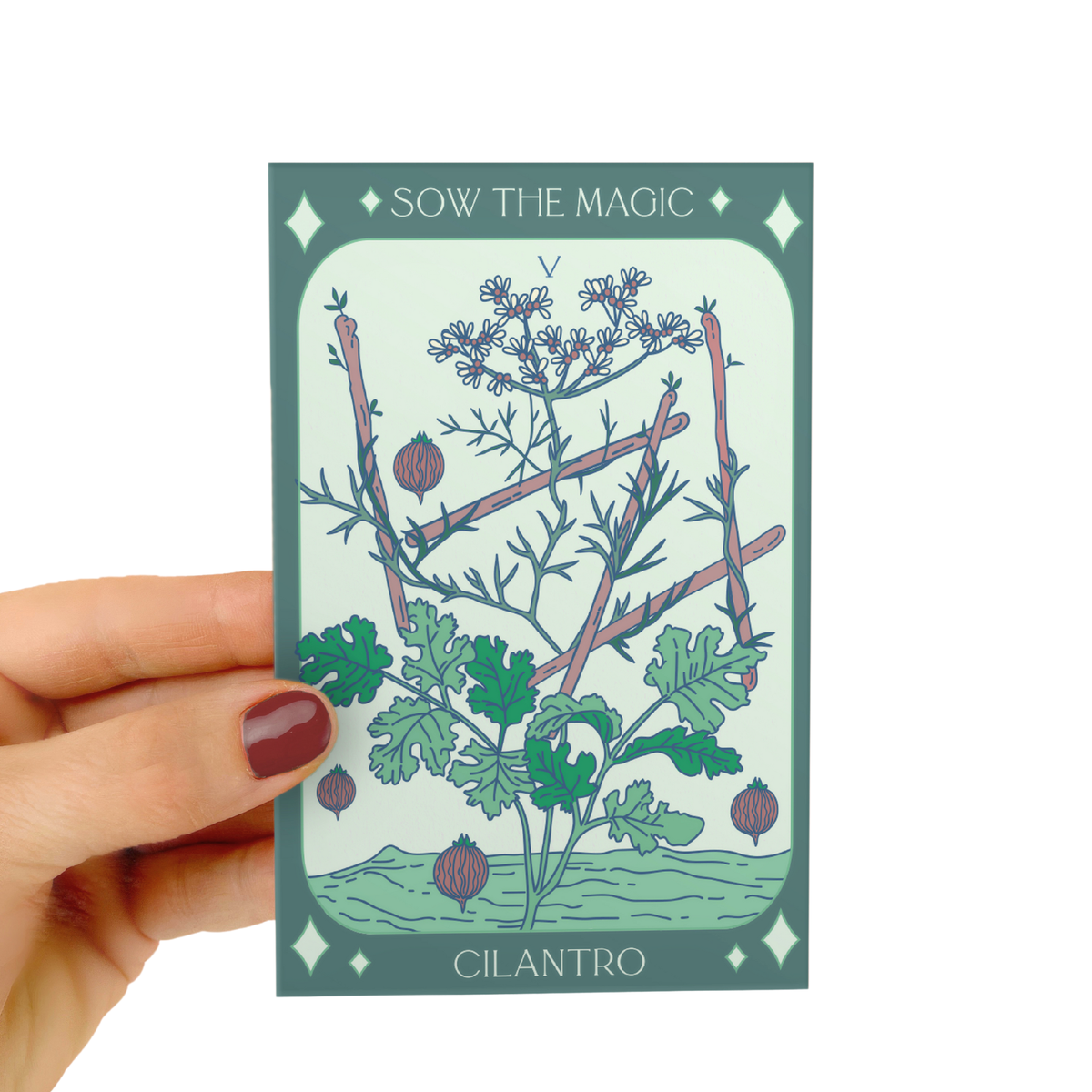 Cilantro Coriander Tarot Garden