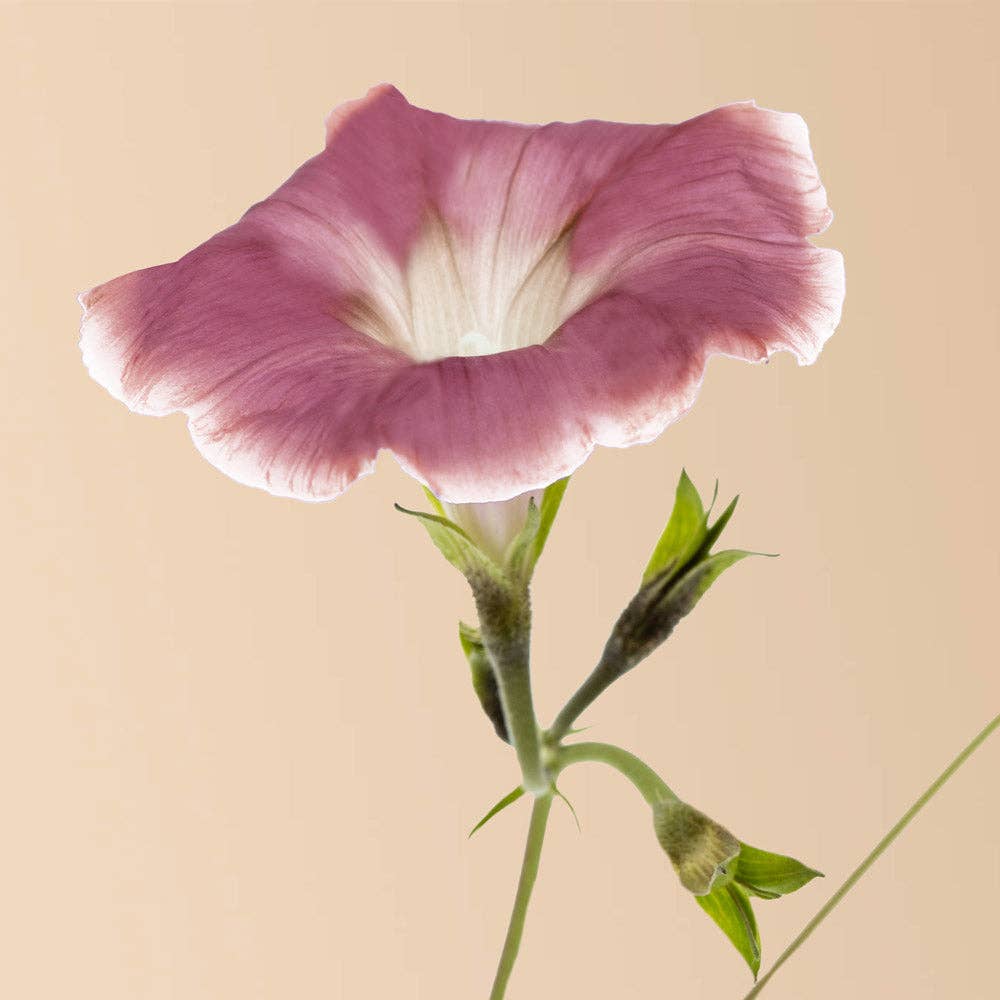 Chocolate Morning Glory - 20 Seeds