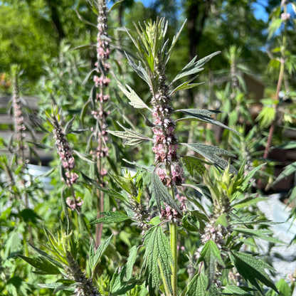Motherwort Tarot Garden