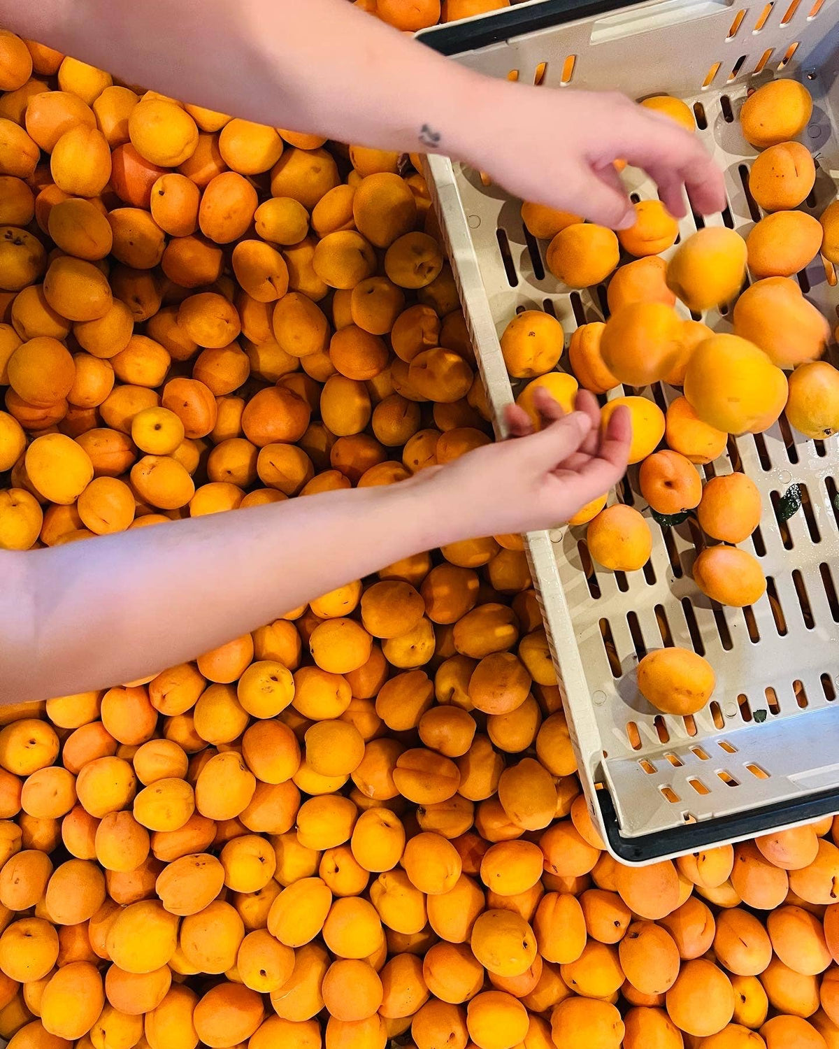 Apricot Shrub
