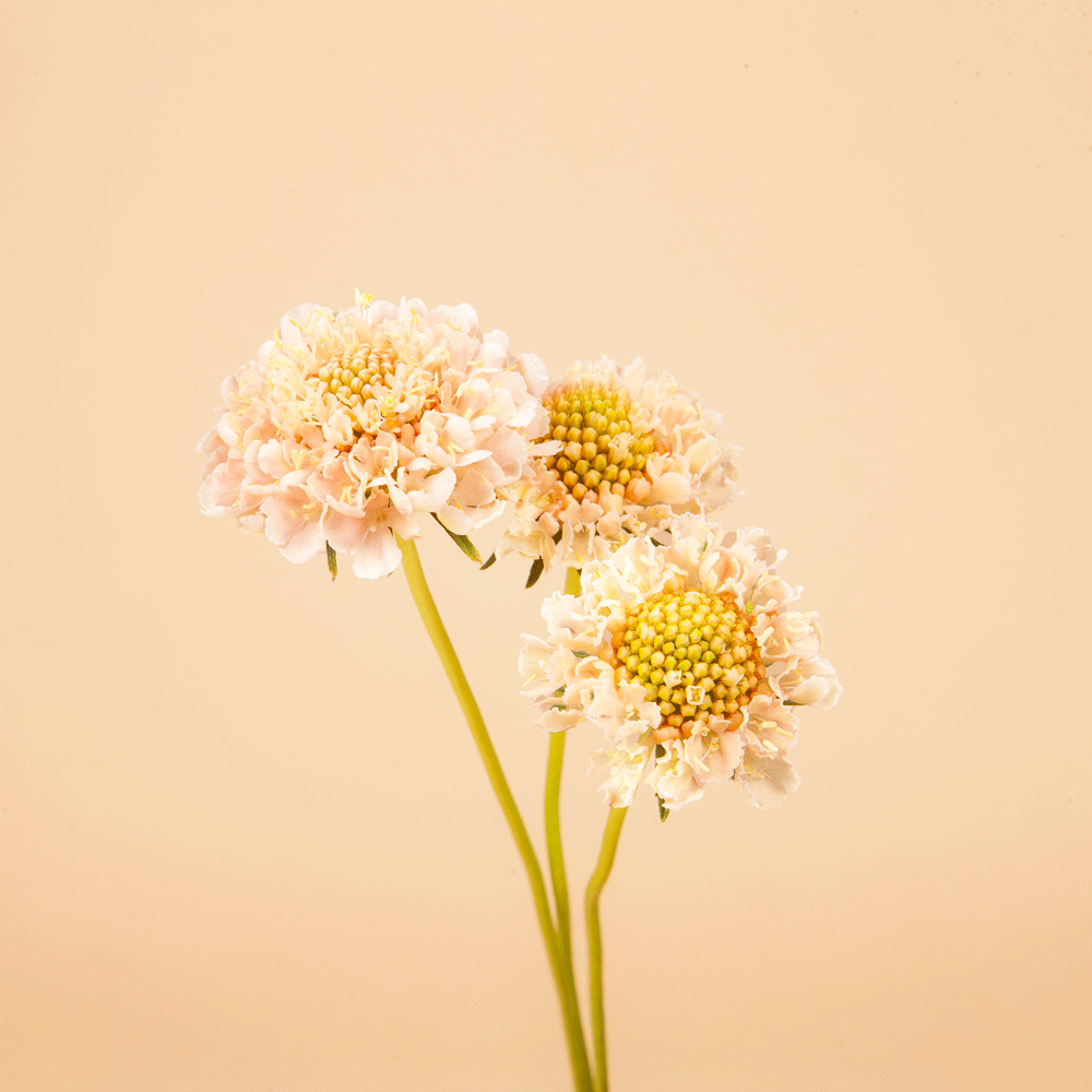 Scabiosa Fata Morgana - 50 Seeds
