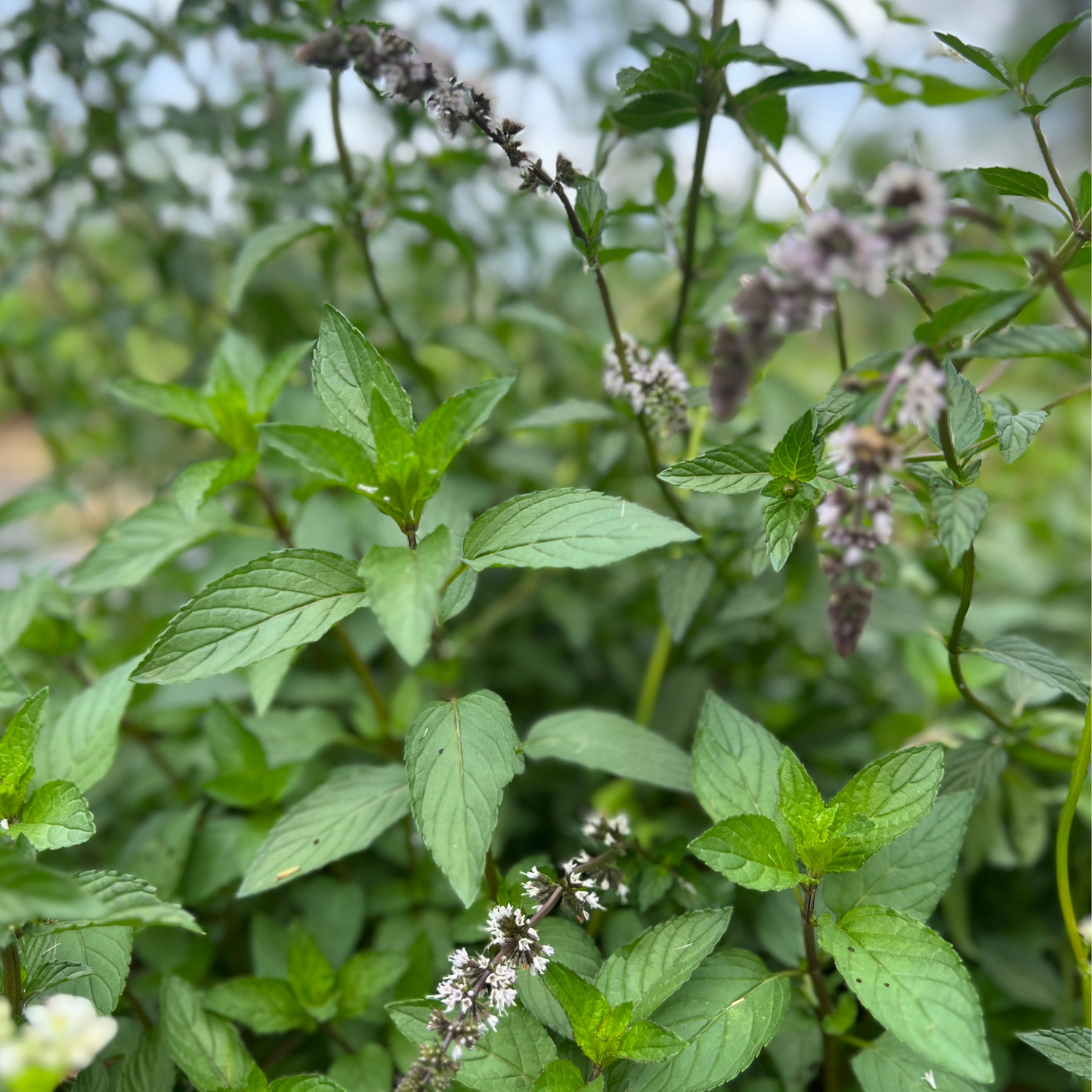 Peppermint Tarot Garden