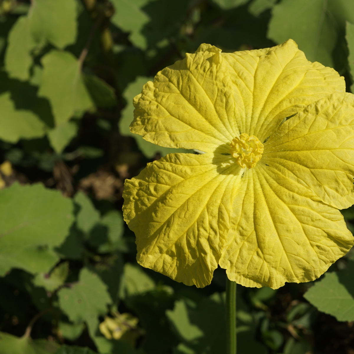 Luffa Gourd Garden