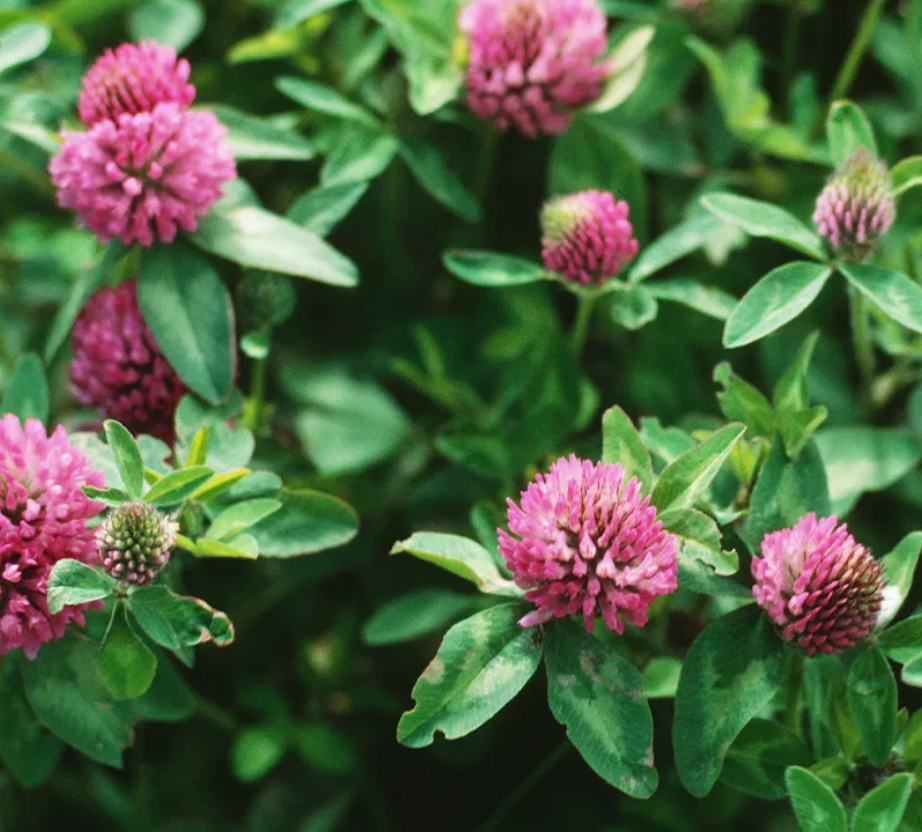 Purple Clover Tarot Garden