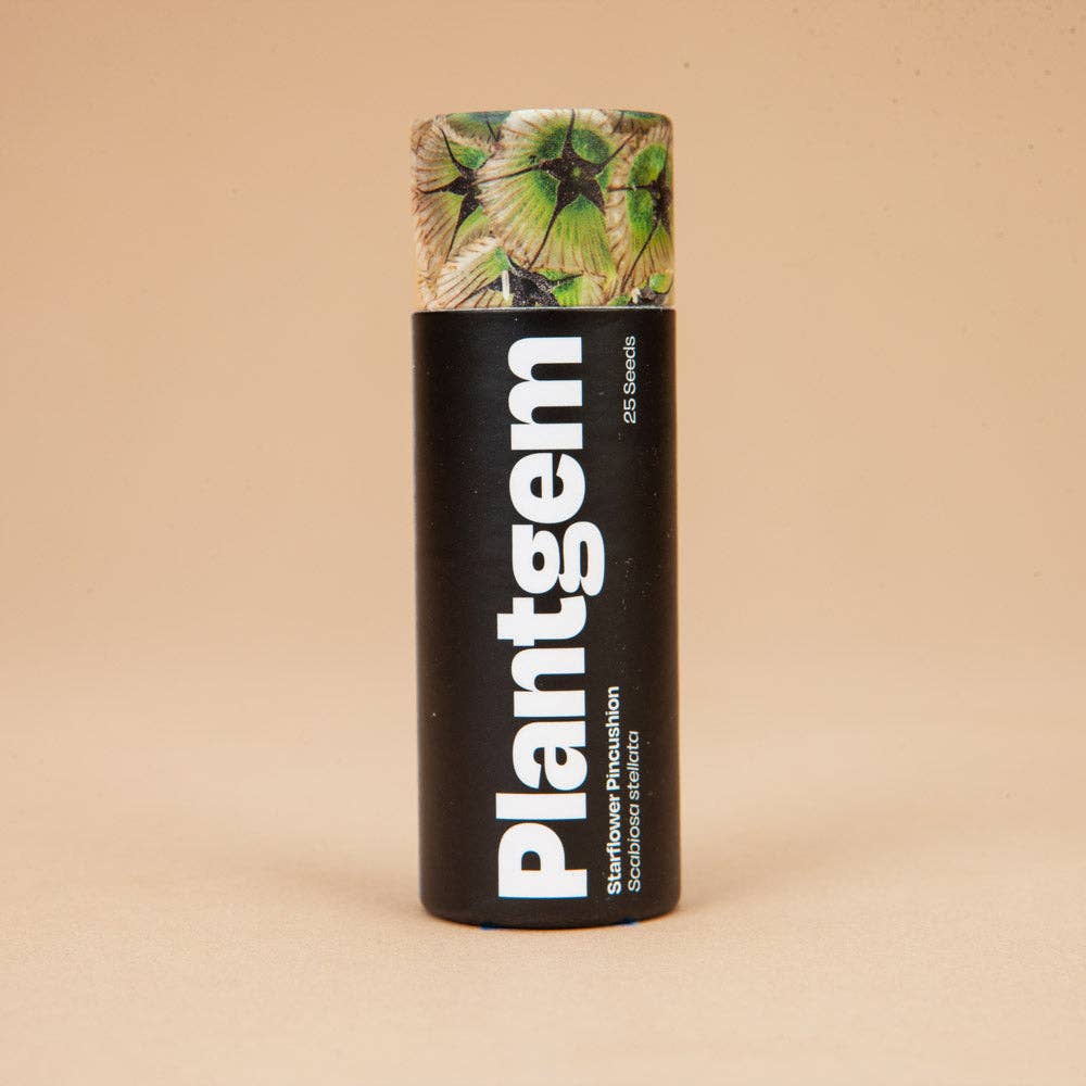 Starflower Scabiosa - 100 Seeds