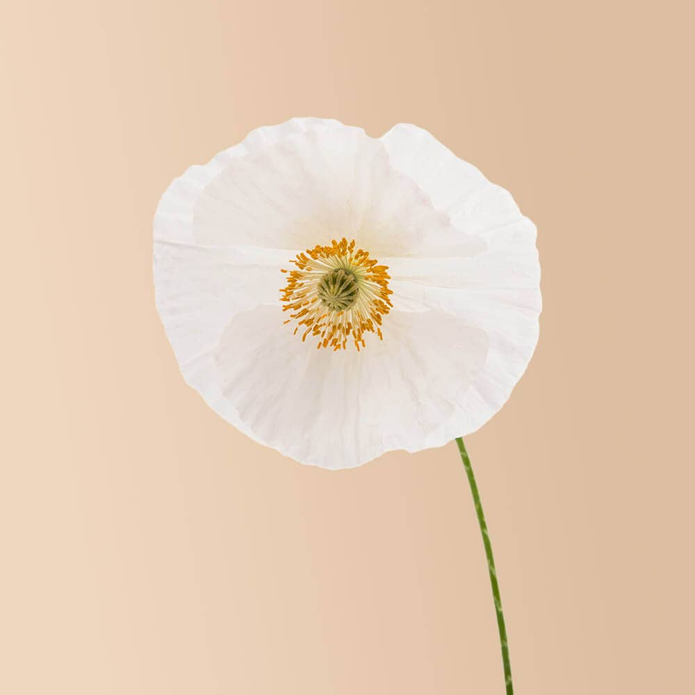 Shirley Poppy Bridal Silk - 100 Seeds