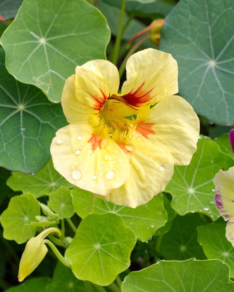 Cream Troika Nasturtium - 100 Seeds