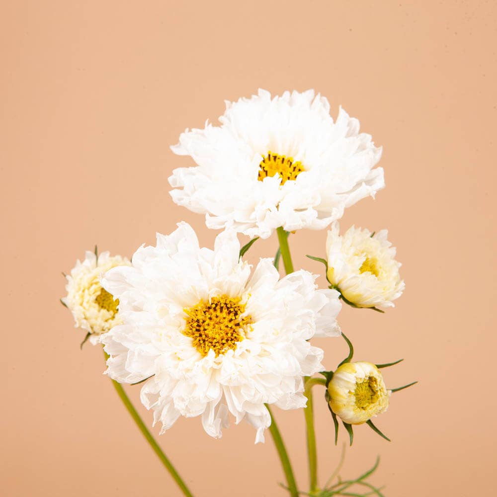 Double Click Snow Puff Cosmos - 50 Seeds