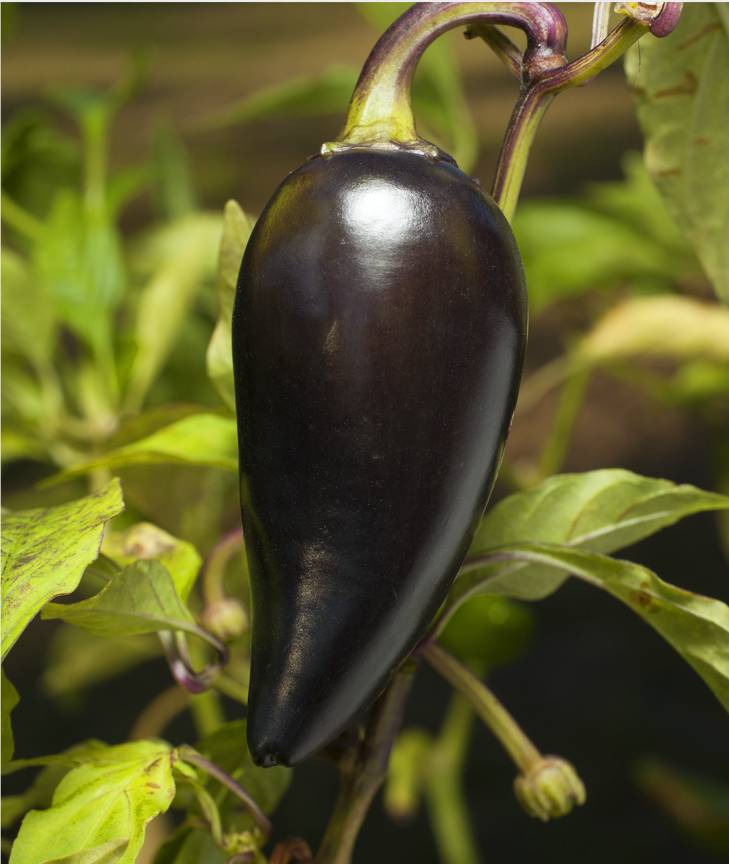 Black Hungarian Jalapeño Tarot Garden