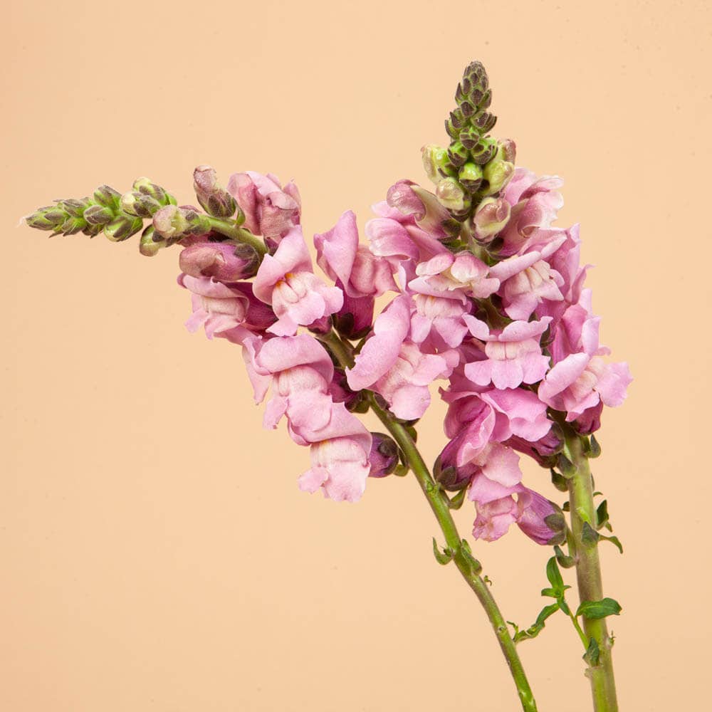 Potomac Lavender Snapdragon - 50 Seeds