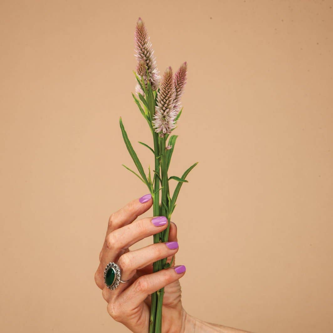 Flamingo Feather Celosia - 100 Seeds