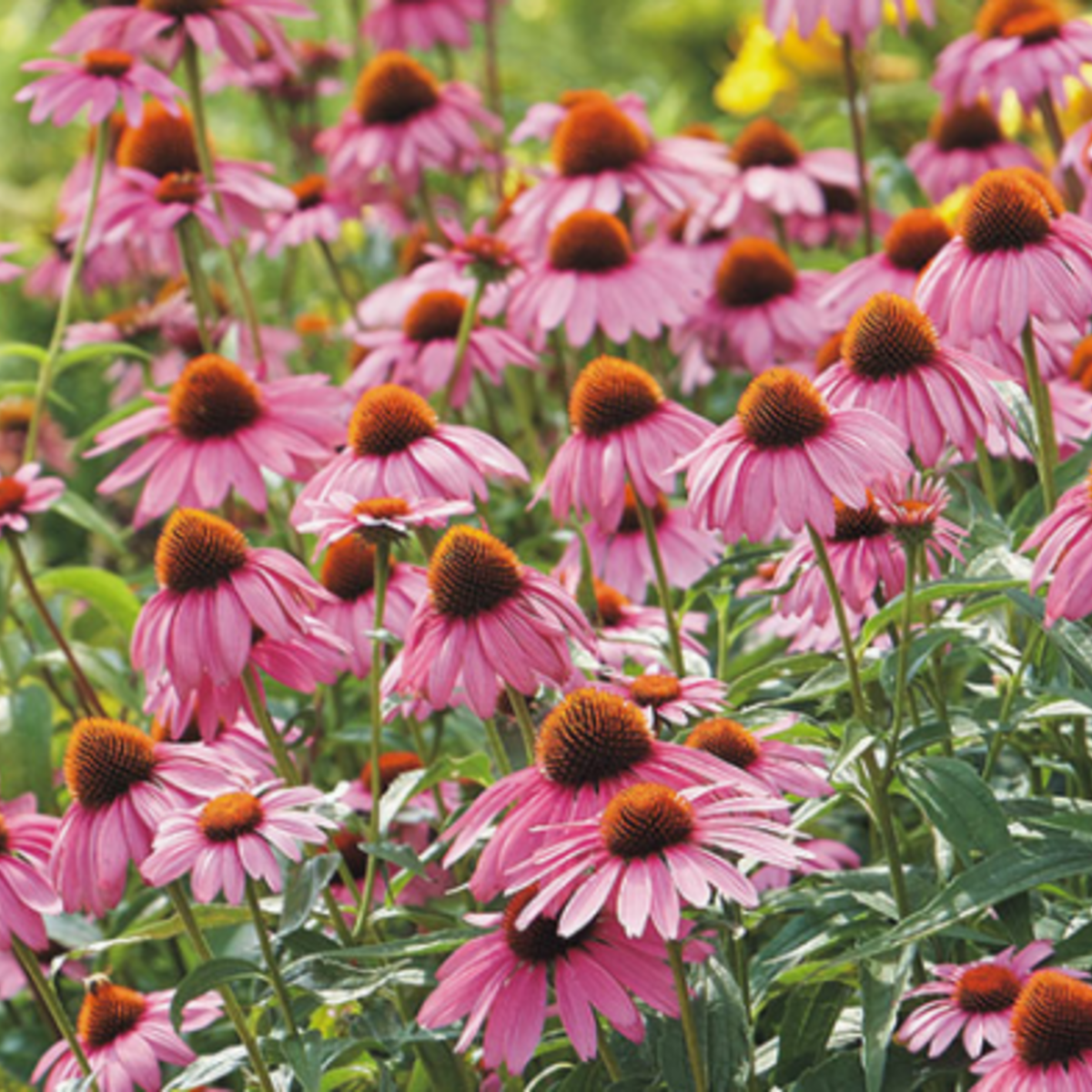 Strength in Echinacea Flower Tarot Garden
