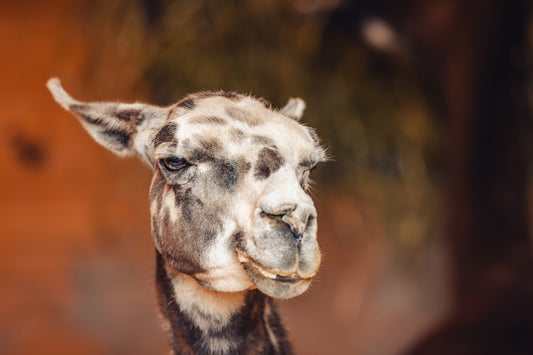 Paco the Llama Print