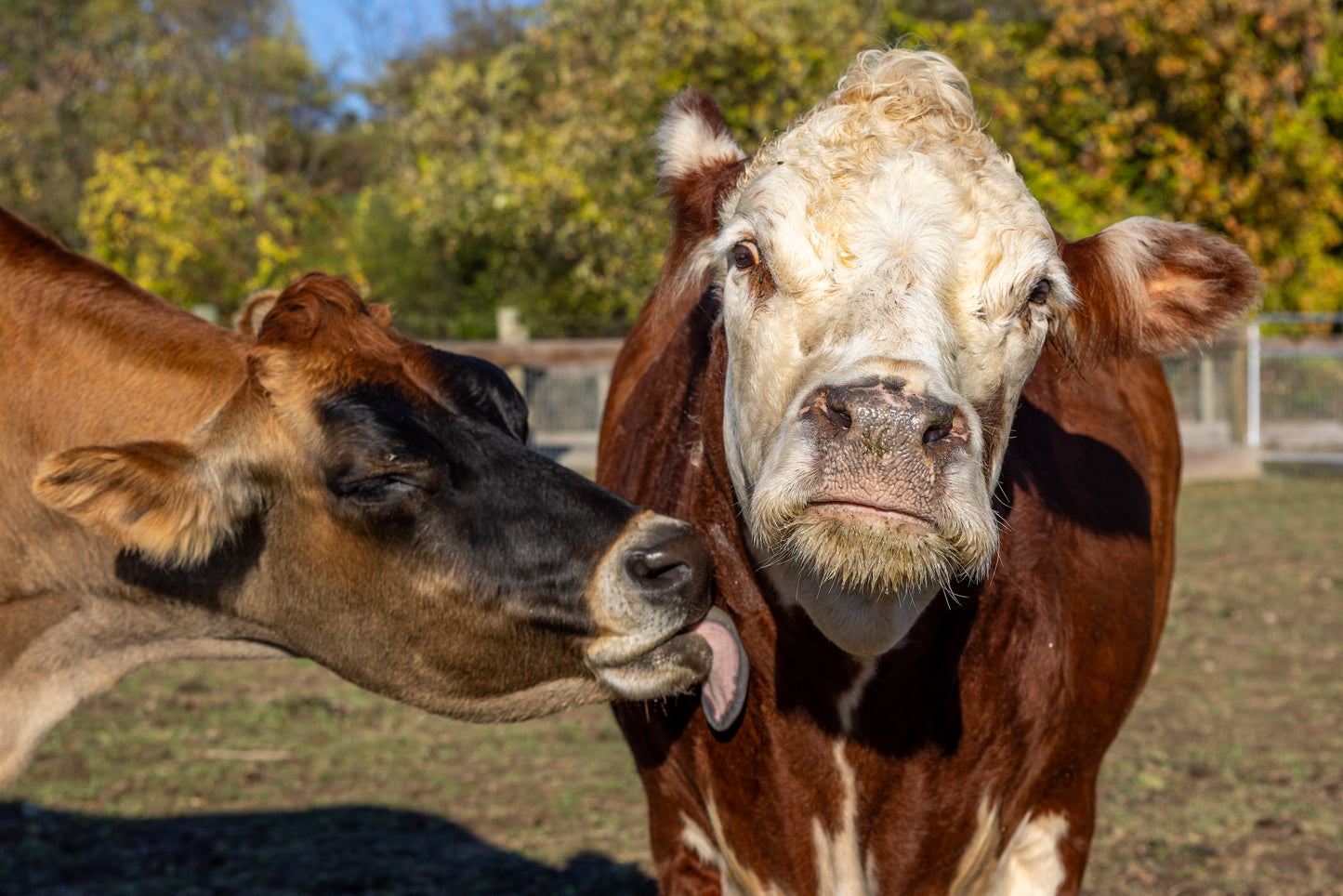 Gizmo and Argyle Print
